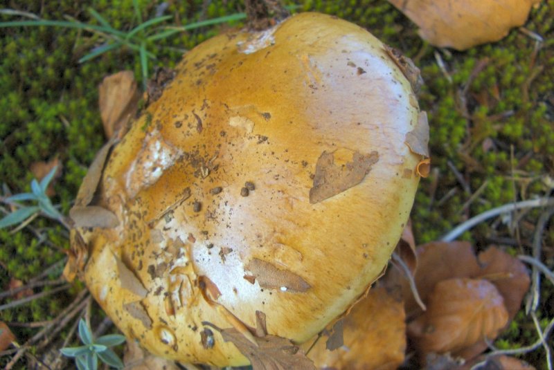 conferma per Cortinarius splendens